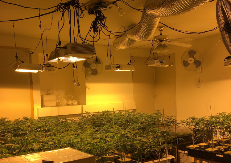 Investigators find over 1,200 marijuana plants illegally grown in Chino Hills residence