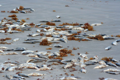 Dead Fish Flowing on Shore in Florida – The Roosevelt Review