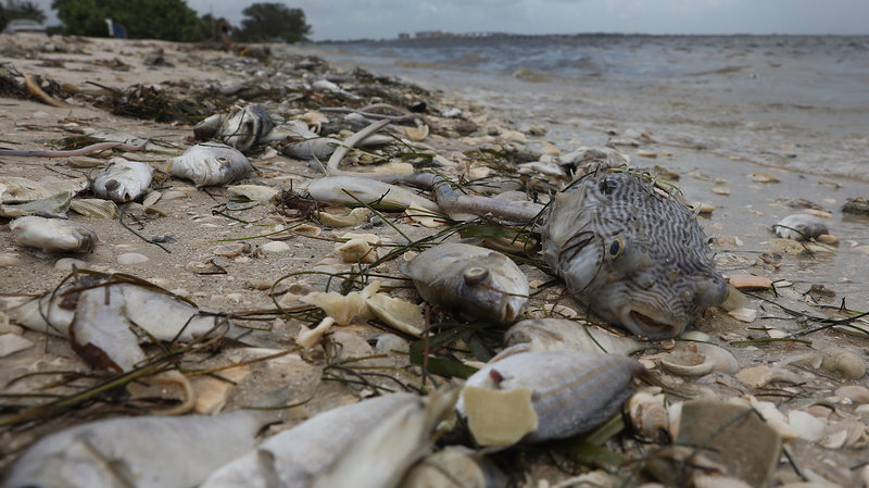 Dead Fish Flowing on Shore in Florida