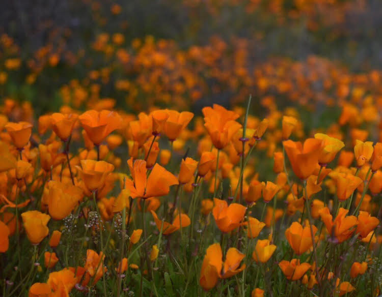 California Poppies are the official state flower of California. 