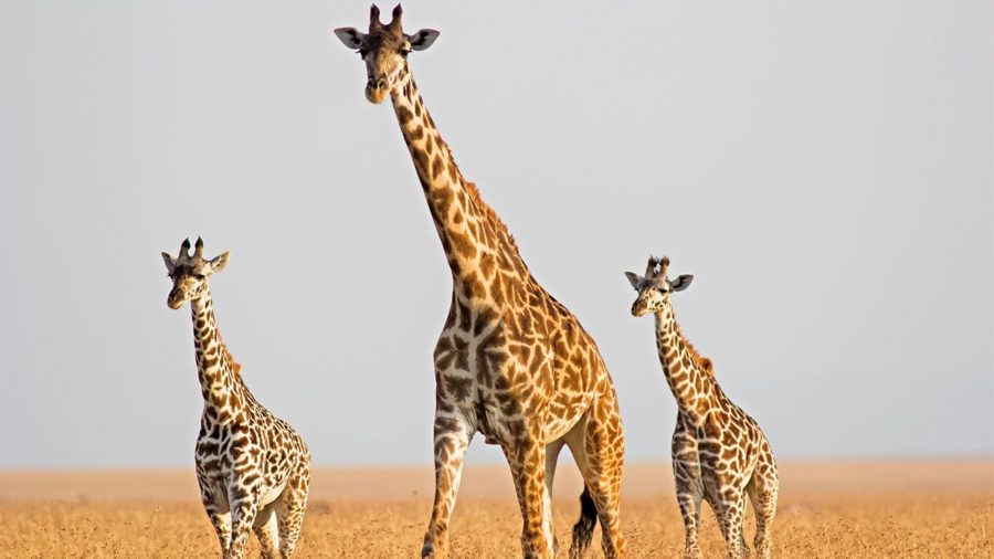 Giraffes: An Endangered Species
