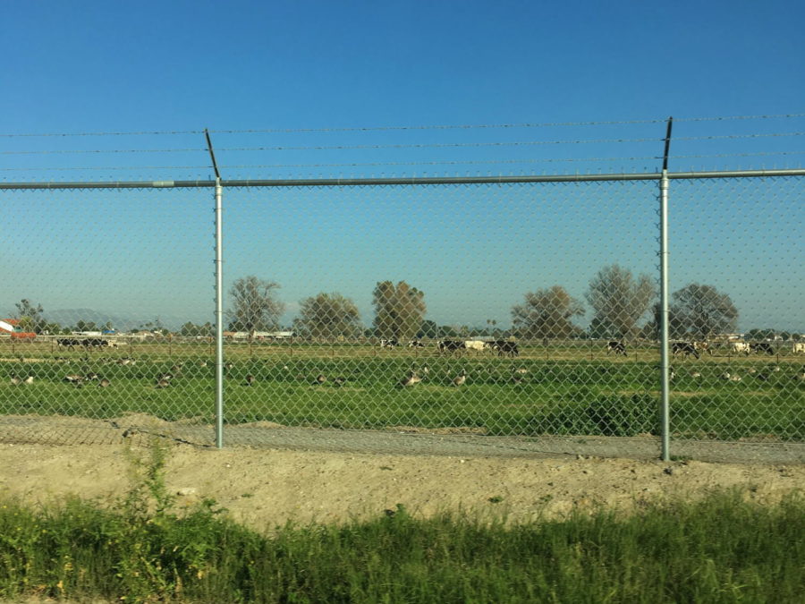 Cows and geese in the field.