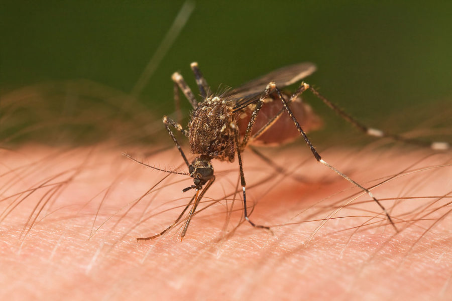 image of mosquito on human skin before it makes bite 