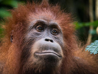 Pictured by Neil Ever Osborne, a conservation photographer, of an Orangutan which is a critically endangered species 