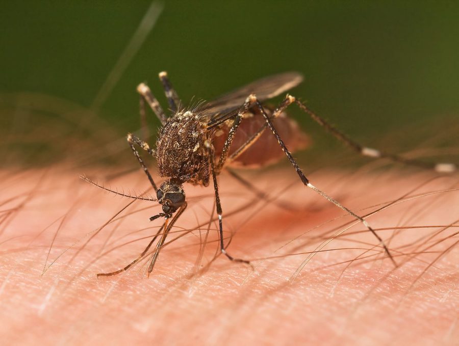 How+Citizens+Can+Safeguard+Themselves+From+Mosquitoes