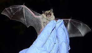 The Northern long-eared bat (Mytosis septenrionalis) Creds: Center for Biological Diversity