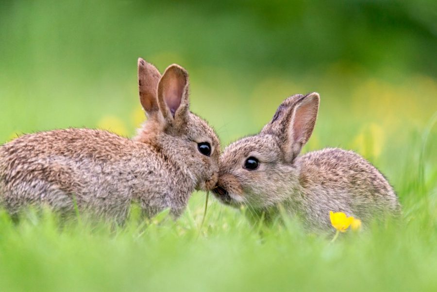 A pair of wild baby bunny rabbits sharing a kiss during late spring.