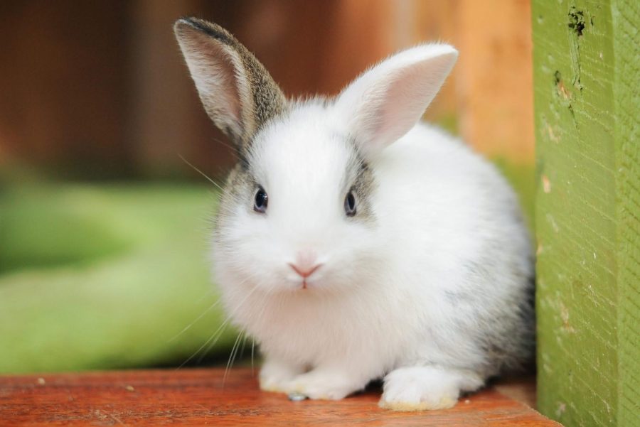 A fluffy bunny on a flat surface with a green and brown background