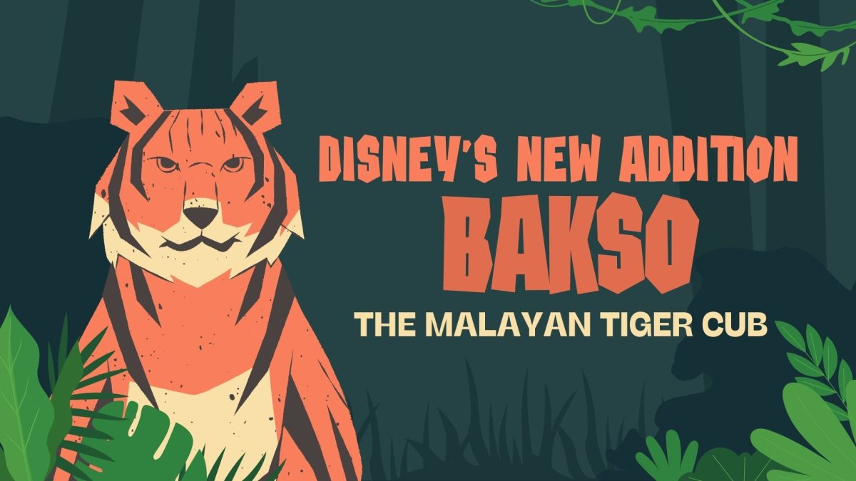 Disney’s Animal Kingdom Welcomes Its Latest Addition: Cub Bakso