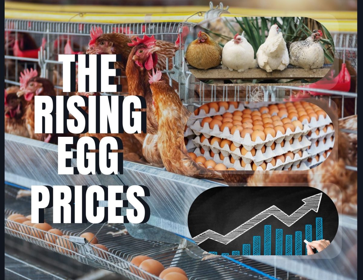 The Rising Egg Prices