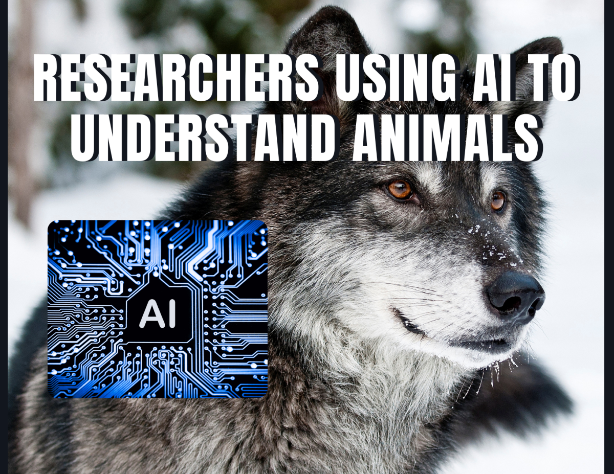 Researchers Using AI to Understand Animals