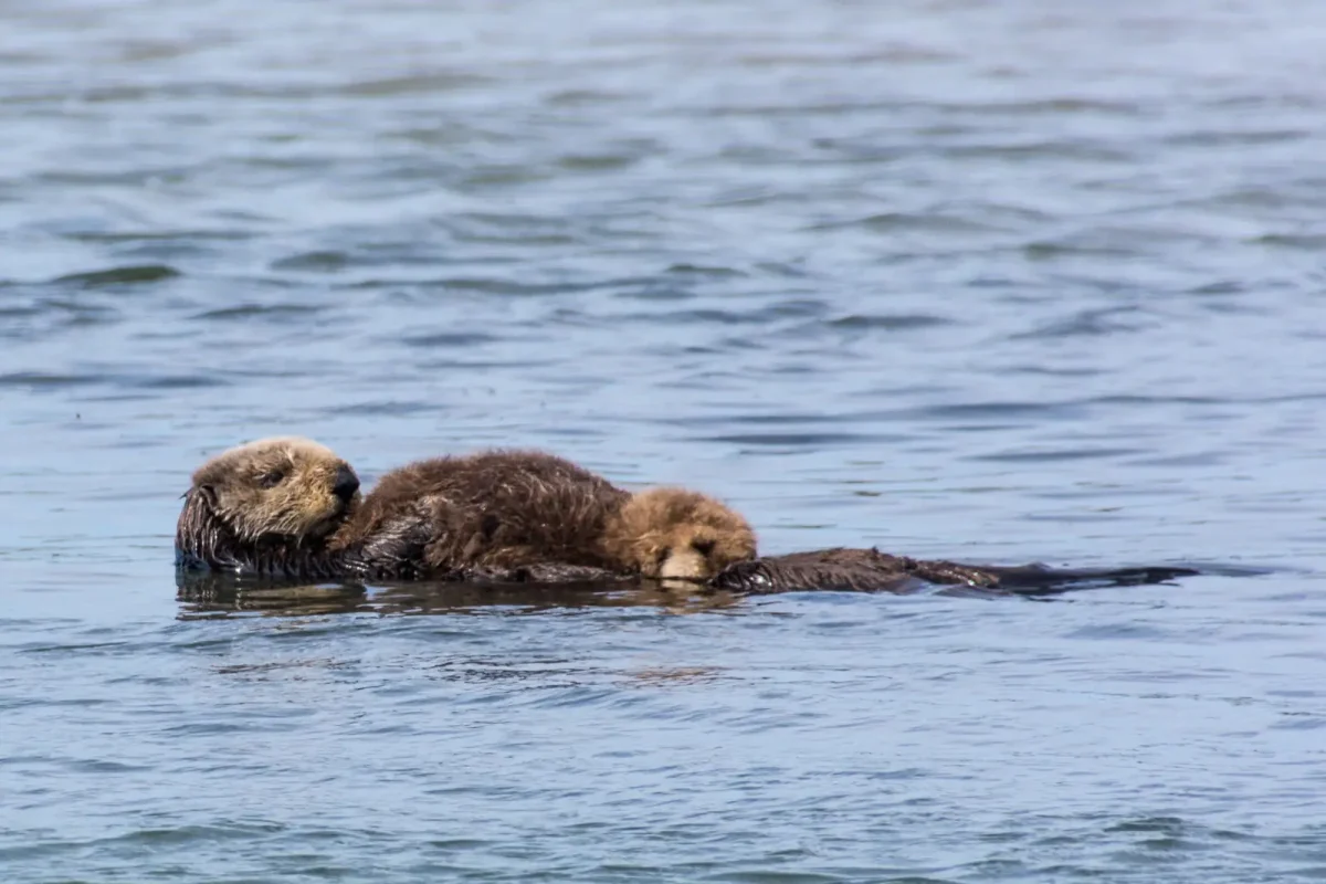 Mother sea otter with her pup on Animalia.