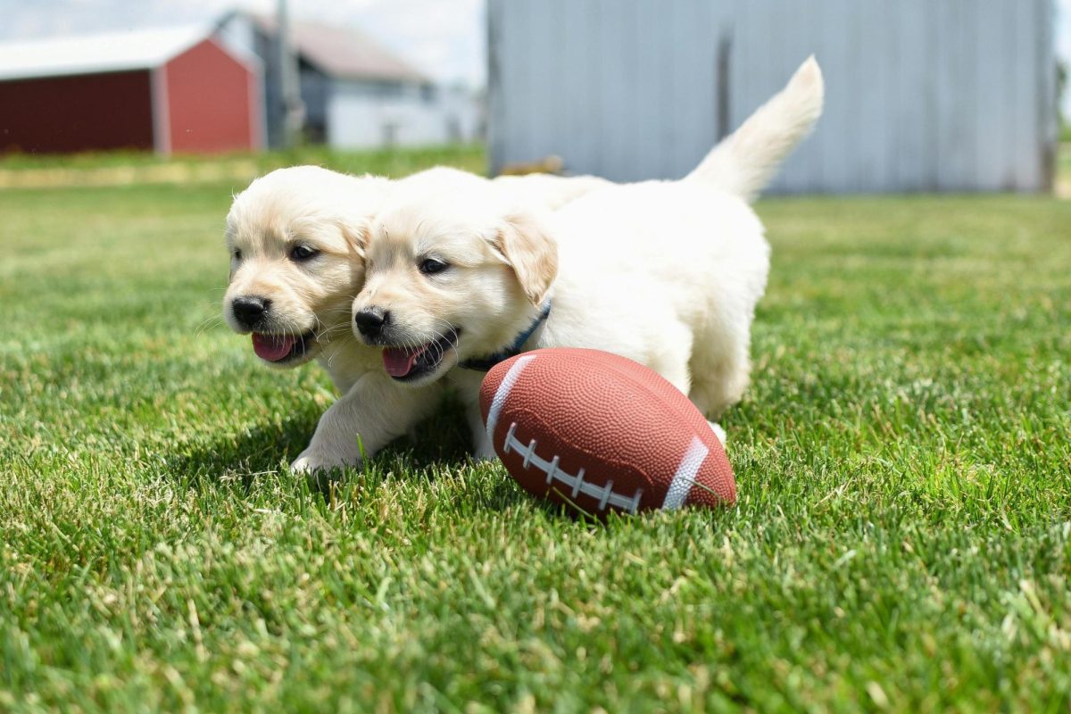 Puppies playing football together.