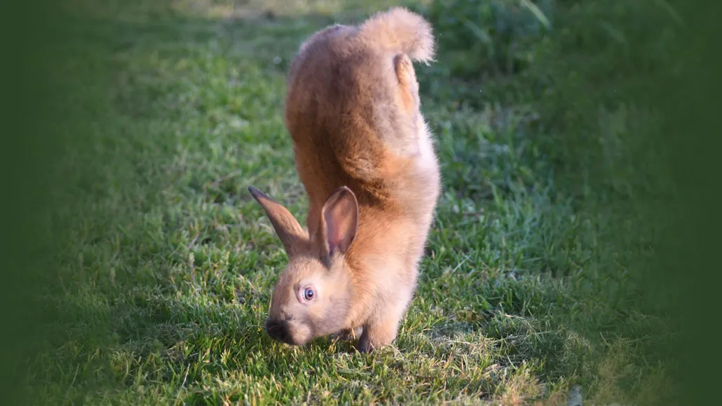 A bunny holding itself up on its front paws only