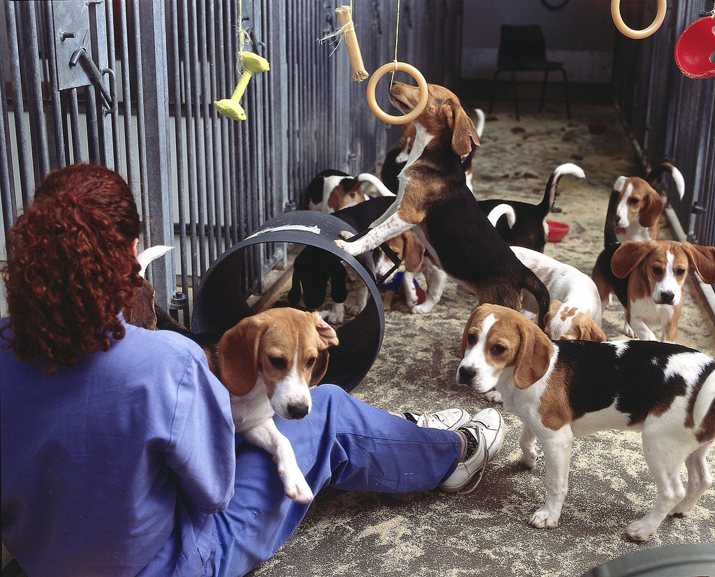 Beagles in a Facility